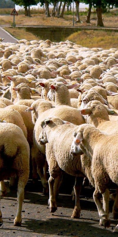 Social media bias is like following sheep